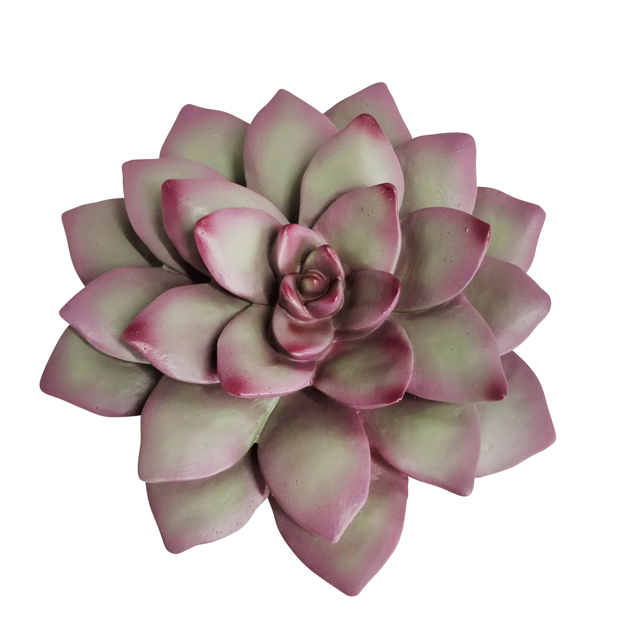 SUCULENTA ROSA