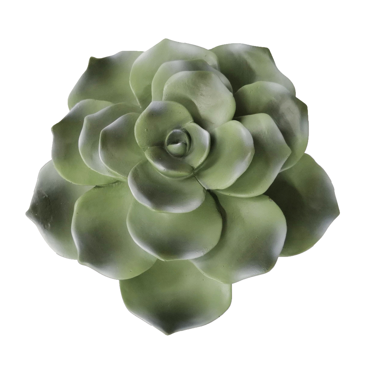 SUCULENTA VERDE